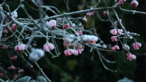 Frozen berries in winter Stock Footage 225690761