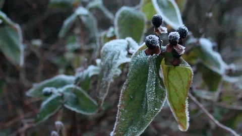 Frozen berries in winter Stock Footage 225690953