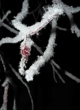 Frozen berry Stock Photos