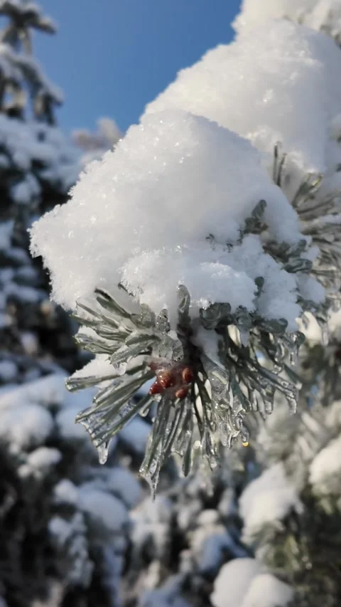 Frozen Birch Tree And Snowy Pines In Sunny Winter Park Stock Footage 337940974
