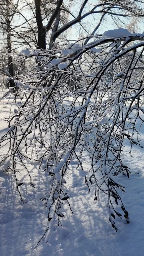 Frozen Birch Tree Bent Under Heavy Ice In Winter Park Видео 327793269