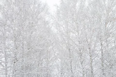 Frozen birch tree on cloudy winter sky in sunny winter day Branches covered with Stock Photos