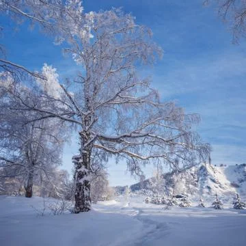 Frozen birch tree Stock Photos