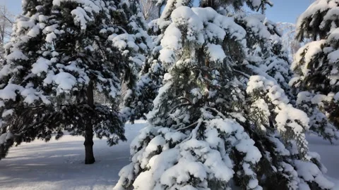 Frozen Birch Tree In Winter Park Snowy Nature Tilt Up Stock Footage 332337365