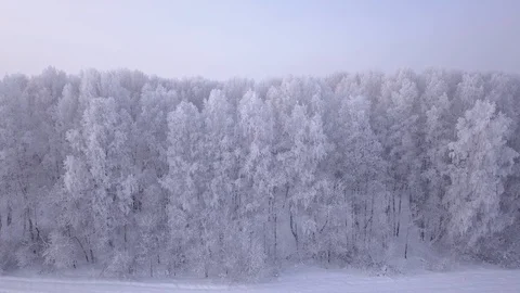 Frozen birch trees. Flying above and tilting down aerial shot. Stock Footage 99832528