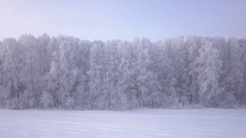 Frozen birch trees. Stock-Footage 99831466
