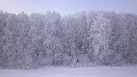 Frozen birch trees. Sliding along shot. Stock Footage 99831203