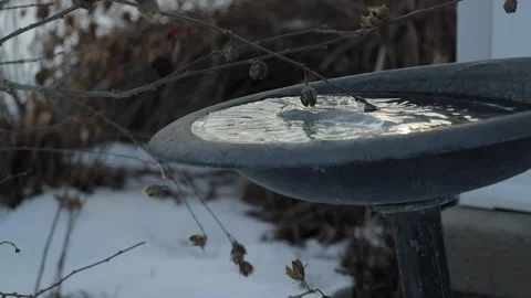 Frozen Bird Bath Stock Footage 169893310