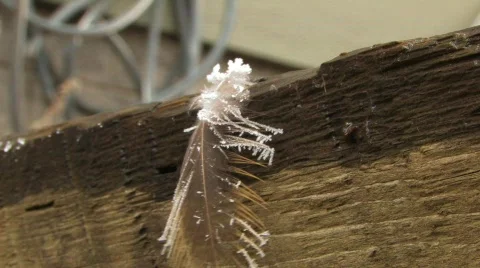 Frozen Bird Feather Stock Footage 596564