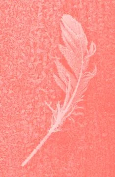 Frozen bird feather Foto stock