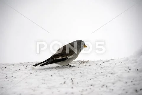 Frozen Bird innsbruck Nordpark Stock Photos