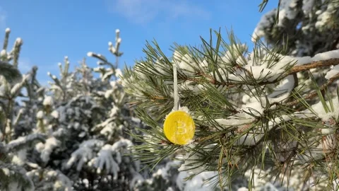 Frozen Bitcoin coin in the Winter forest Видео 258904058