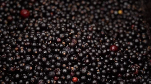 Frozen black berry with light reflection in refrigerator supermarket close up. Video stock 107998551
