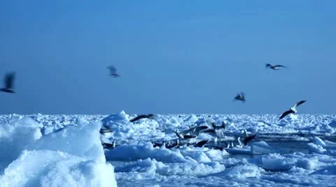 Frozen Black Sea Stock Footage