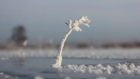 Frozen blade of grass sways in wind, plant in hoarfrost, crystals of snow, swamp Video stock 128978119