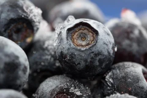 Frozen blueberries. macro. closeup view. shallow depth of view. Stock Photos