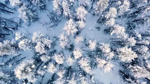 Frozen Boreal Forest in Alaska.MP4 Stock Footage 138049540