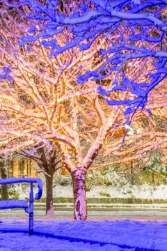 Frozen Boston Trees Stock Photos