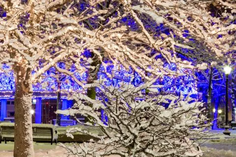 Frozen Boston Trees Foto stock