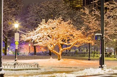 Frozen Boston Trees Foto stock