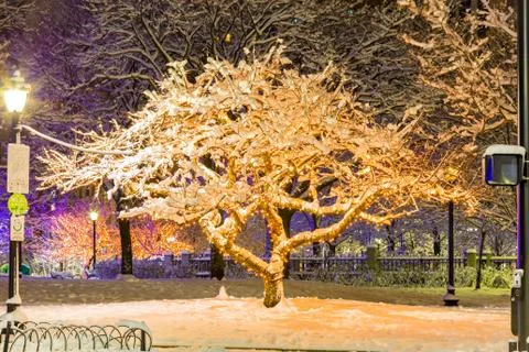 Frozen Boston Trees Foto stock
