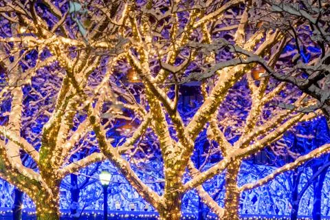 Frozen Boston Trees Stock Photos