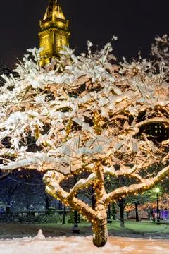Frozen Boston Trees Foto stock