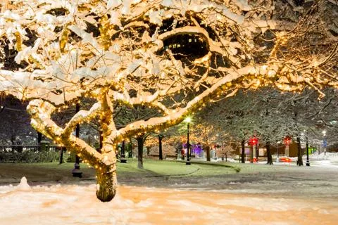 Frozen Boston Trees Foto stock