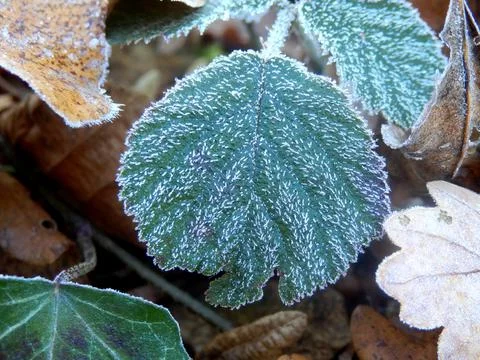 Frozen Bramble Leaf 写真素材
