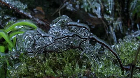 Frozen branch 1 140112 Video stock 10609451