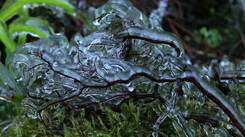 Frozen Branch 2 140112 Video stock 10609475
