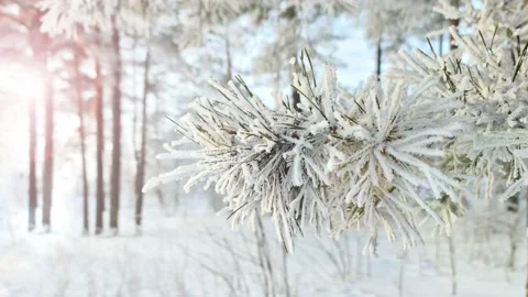 Frozen branch in the bitter cold. Stock Footage 145961279