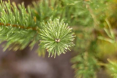 Frozen branch of the Christmas tree Stock Photos