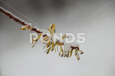 Frozen branch close up with young buds in winter season Stock Photos