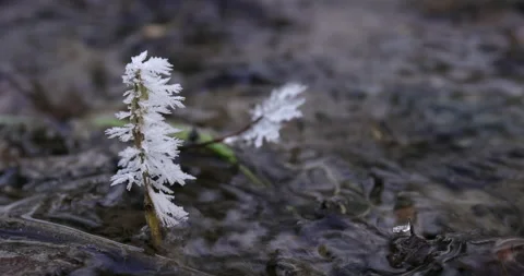 Frozen branch covered snowflakes in stream in park 库存影片 223469477