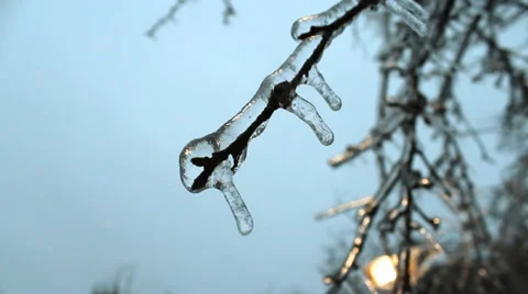 Frozen Branch Stock Footage 33639893
