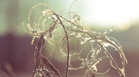 Frozen branch Stock Footage 40642085