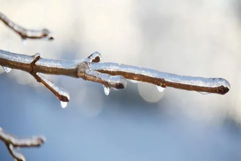 Frozen branch Stock Photos