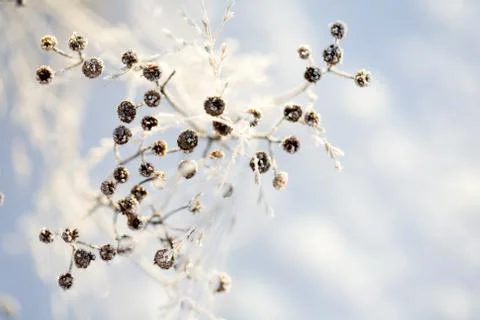 Frozen branch Foto stock