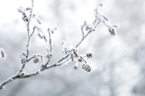Frozen branch Stock-Fotos