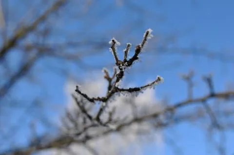 Frozen branch Stock Photos