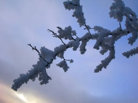 Frozen branch Stock Photos
