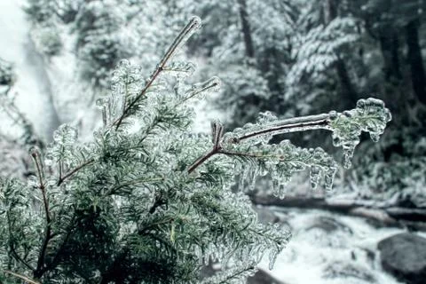 Frozen branch Stock Photos