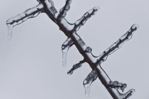 Frozen branch Stock Photos
