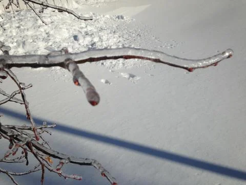 Frozen branch 写真素材