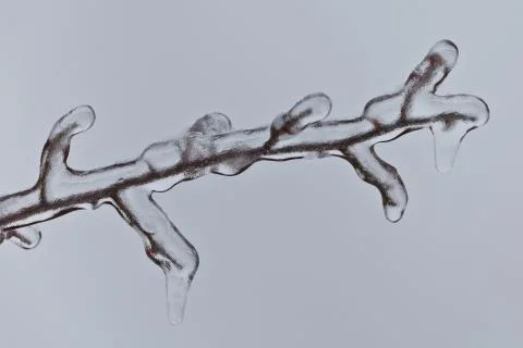 Frozen branch Stock Photos