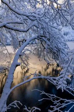 Frozen branch Stock Photos