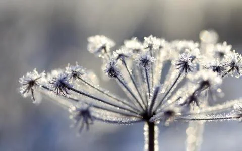 Frozen branch Stock Photos