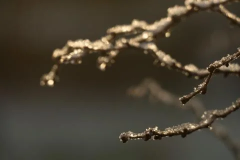 Frozen branch Stock Photos