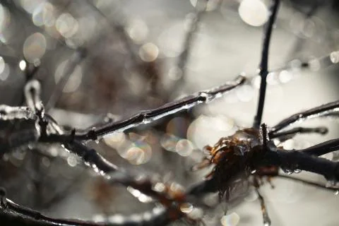 Frozen branch Foto stock